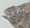 Fossil Fish (Phareodus) - Wyoming #89636-2